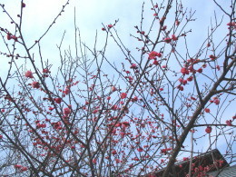 IMG_0001_1.jpg